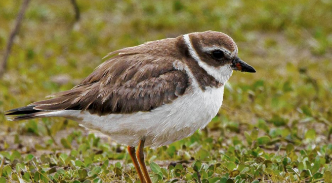 A Semi-palmated Plover encounter in the OBX